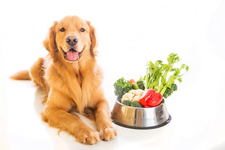 Can Dogs Eat Celery? Exploring the Safety and Benefits of Celery for Canine Diets