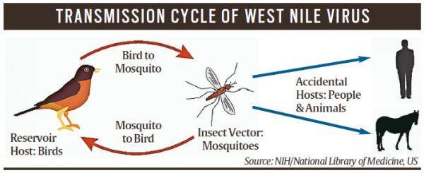The Silent Threat: Unmasking West Nile Virus Symptoms