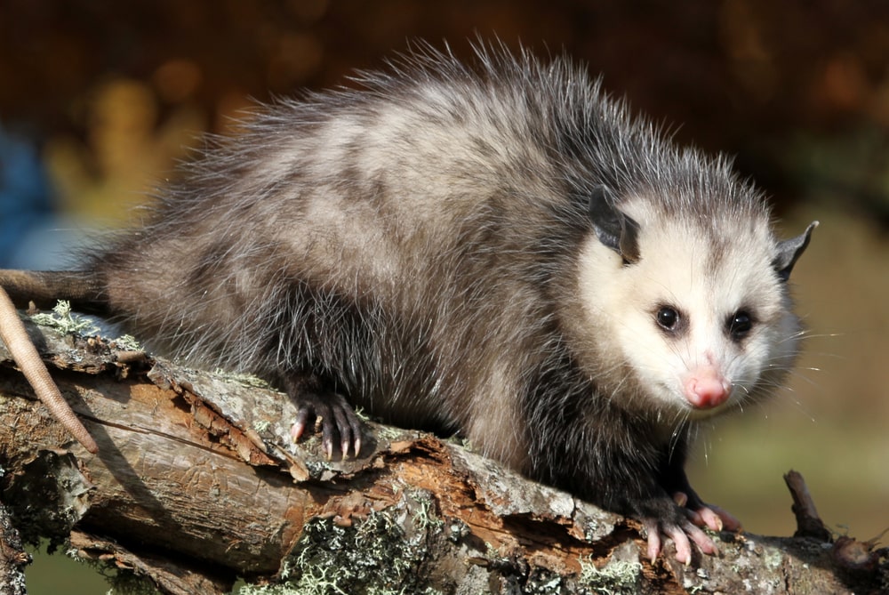 Do Possums Have Rabies? Understanding the Facts and Risks