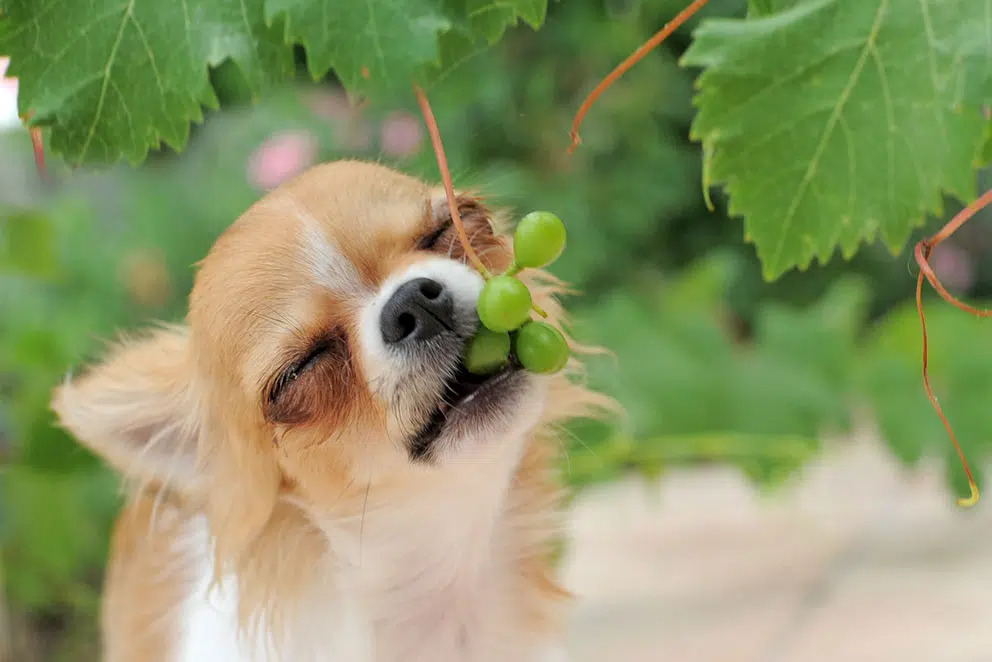 Raisins and Dogs: What Every Pet Owner Should Know